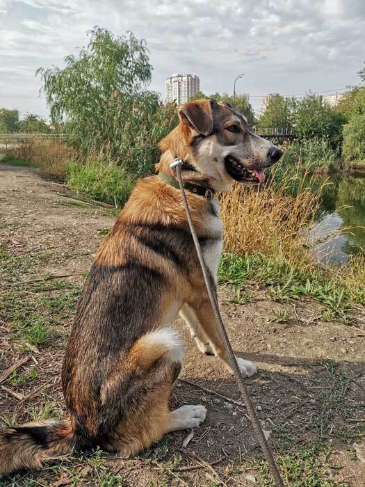 Krasnodar and Krasnodar region: Spike, an excellent guard and a good friend in good hands - Overexposure, Homeless animals, In good hands, No rating, Dog, Krasnodar, Is free, Longpost