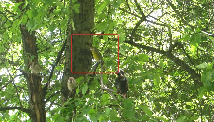 Please tell me what kind of tree and bird this is? - My, A life, Birds, Nature, Tree, Bird watching, In the animal world, The nature of Russia, Photo hunting, Video, Longpost