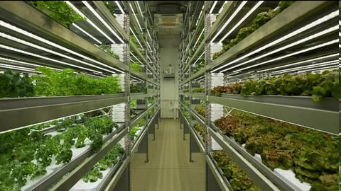 Sustainable Agriculture: Vertical Farms - My, Сельское хозяйство, Farm, Farming, Products, Ecology, Harvest, Village