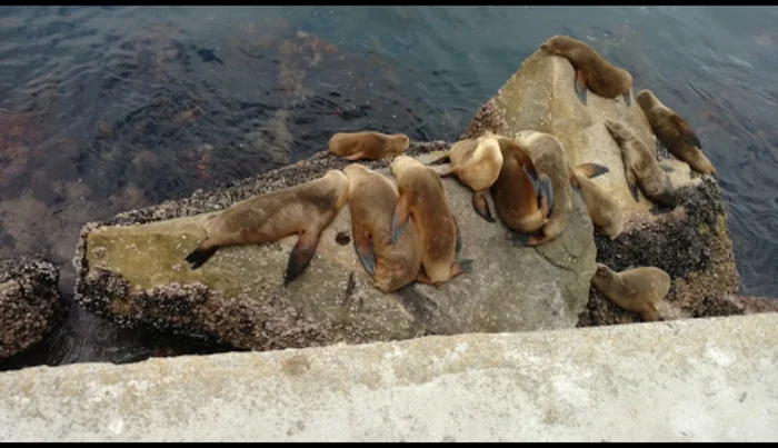 Anchovies - Anchovy, A fish, The pier, Lot, Video, Vertical video, Instagram (link)