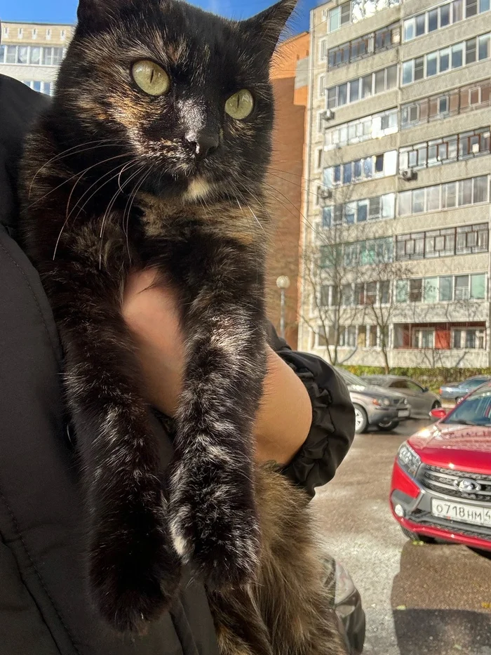 Domestic cat survives on the street - desperately needs a home! - Homeless animals, No rating, Animal Rescue, The strength of the Peekaboo, In good hands, cat, Kaluga region, Moscow, Moscow region, VKontakte (link)