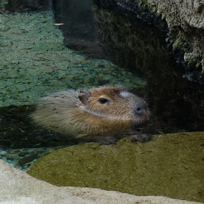 On fish peeling - Wild animals, Zoo, Capybara, Rodents, Water