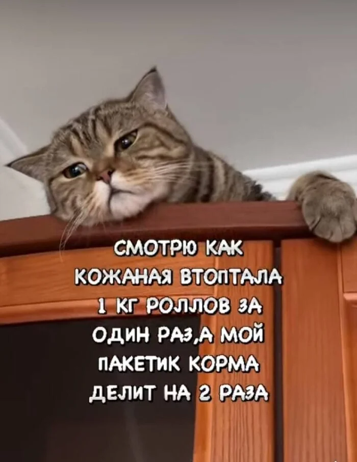 И такая морда всегда у моего кота... - Юмор, Картинка с текстом, Кот