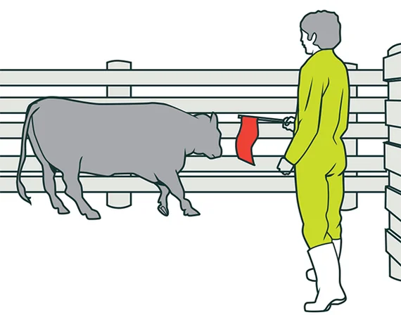 Safe Cattle Handling Guide 2014 (part 2) - Cow, Сельское хозяйство, Cattle Farm, Longpost