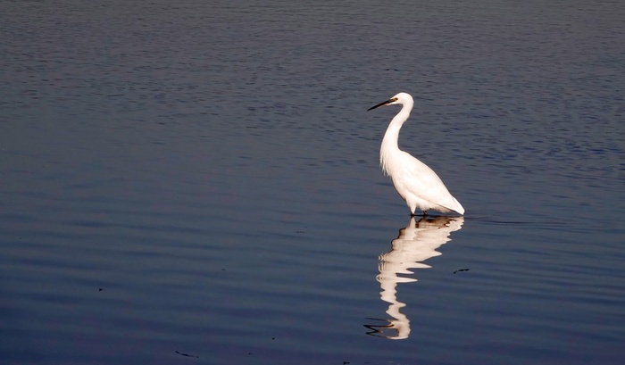 ����� �����