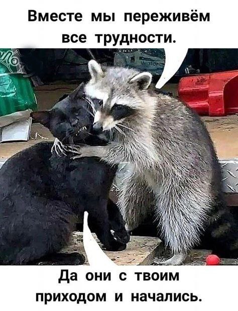 Ahhh, the problem is me... - Humor, Picture with text, Difficulties, cat, Raccoon