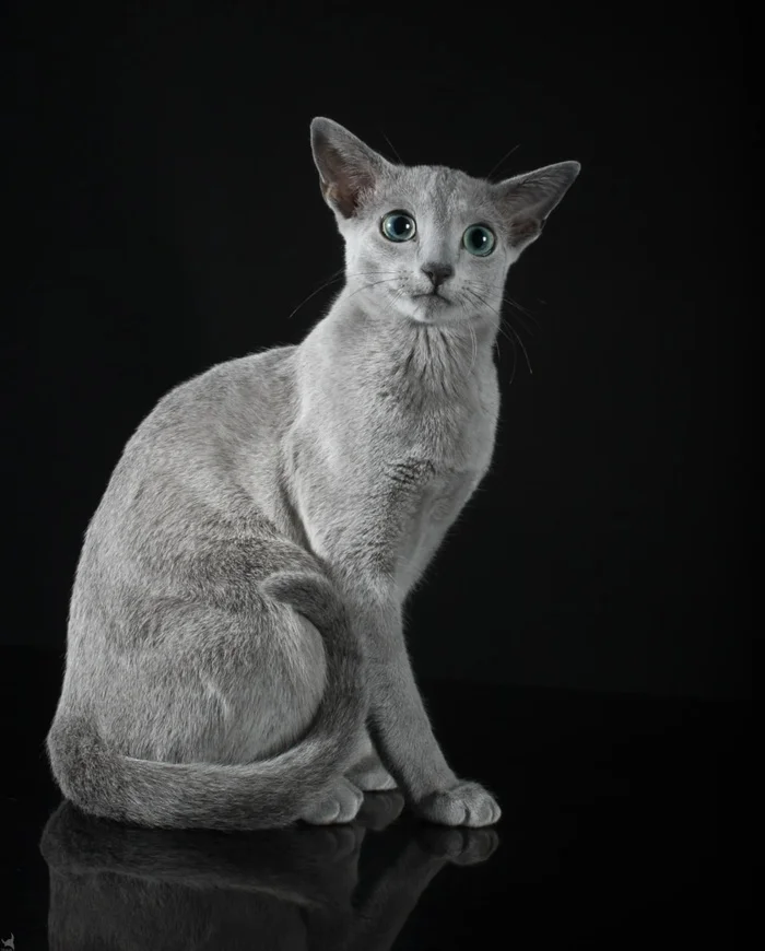 The most beautiful cat in the world was chosen at the World Cat Show in Norway - cat, Cat Show, Pets, Longpost