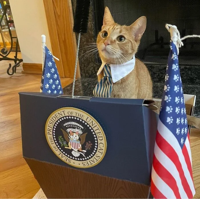 I would vote for him! - Humor, cat, Redheads, The president, Elections, Flag, Paws