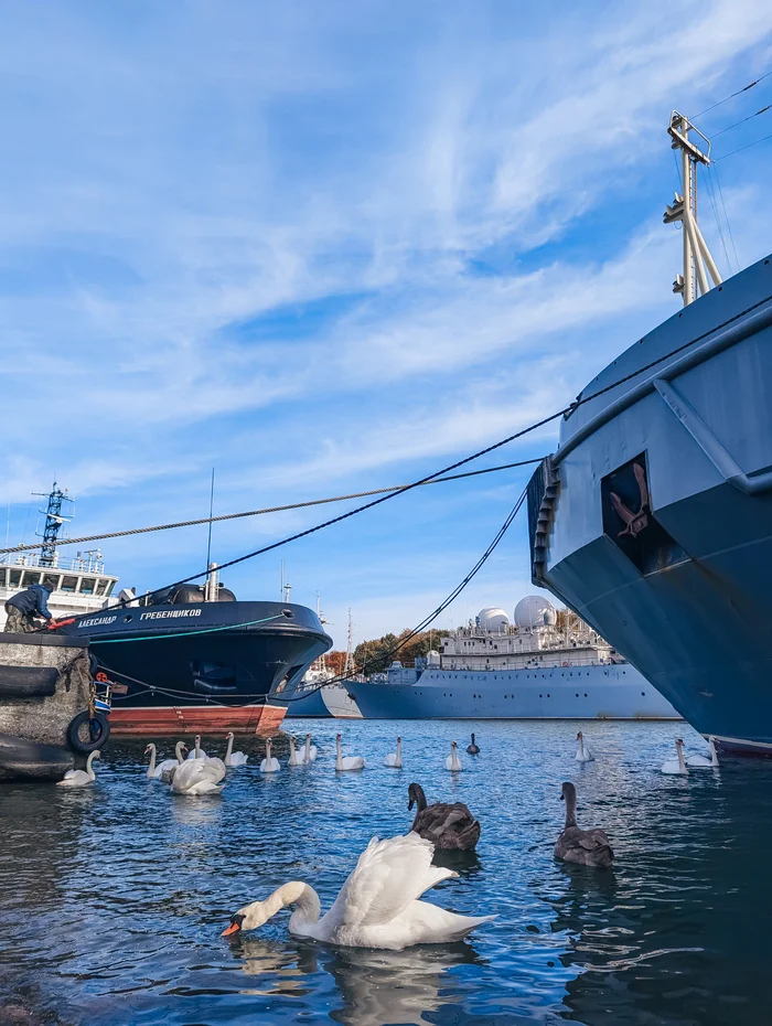 Covered with honey - My, Kaliningrad, Kaliningrad region, Baltiysk, Baltic Sea, Fleet, Ship, Swans, Birds, Longpost