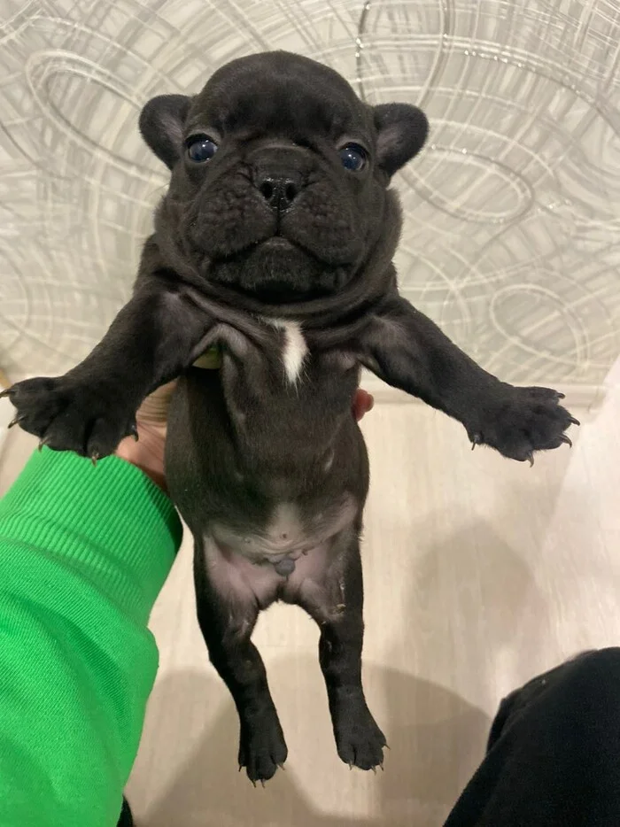 Help me choose a nickname - My, No rating, Nickname, French Bulldog, Male