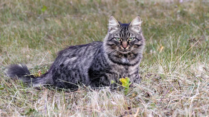 Ural grey - My, The photo, Canon, Street photography, City walk, cat, Autumn, Pets, Grass, Sight