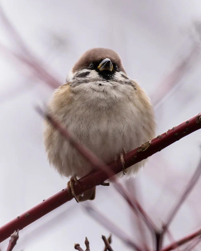 Field Sparrow - My, Birds, Bird watching, Ornithology League, Sparrow, Longpost