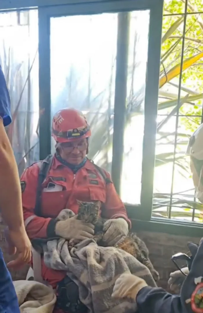 Never give up! - cat, Argentina, Collapse, Animal Rescue, Rescuers, Joy, Риа Новости, Hotel, South America, Video, Soundless, Telegram (link), Longpost