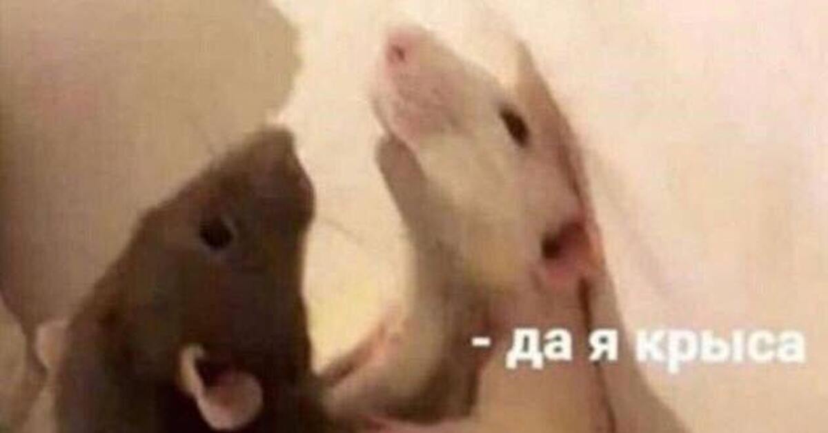 Ты краса да я крыса
