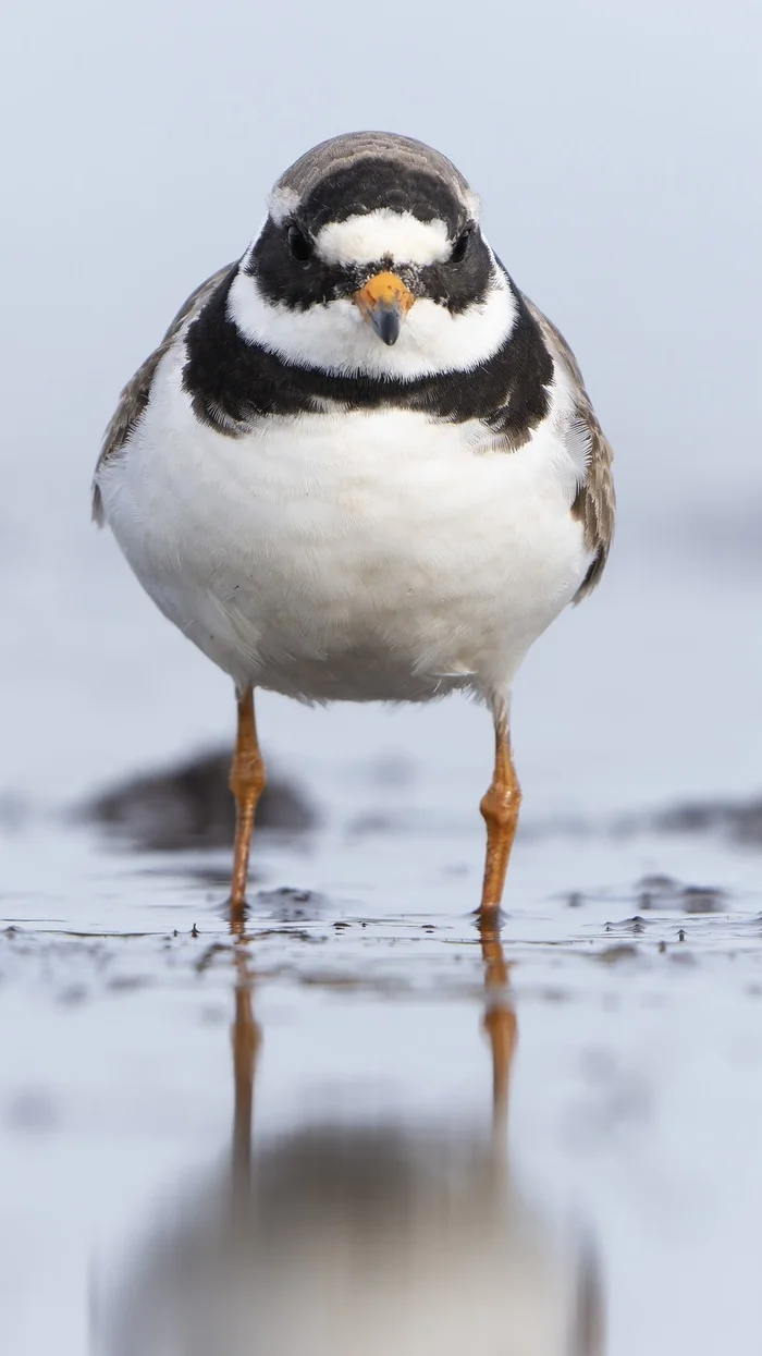 Portrait of a Tie Wearer - My, Birds, Bird watching, Ornithology League, Yamal, Sandpiper, Ornithology, Photo hunting, The nature of Russia