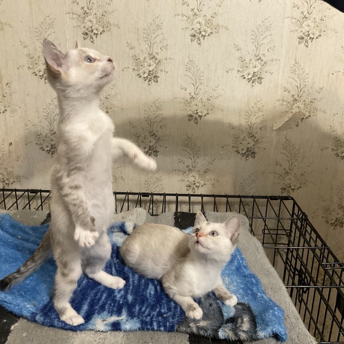 ������������ ������ ��� � ������� ������