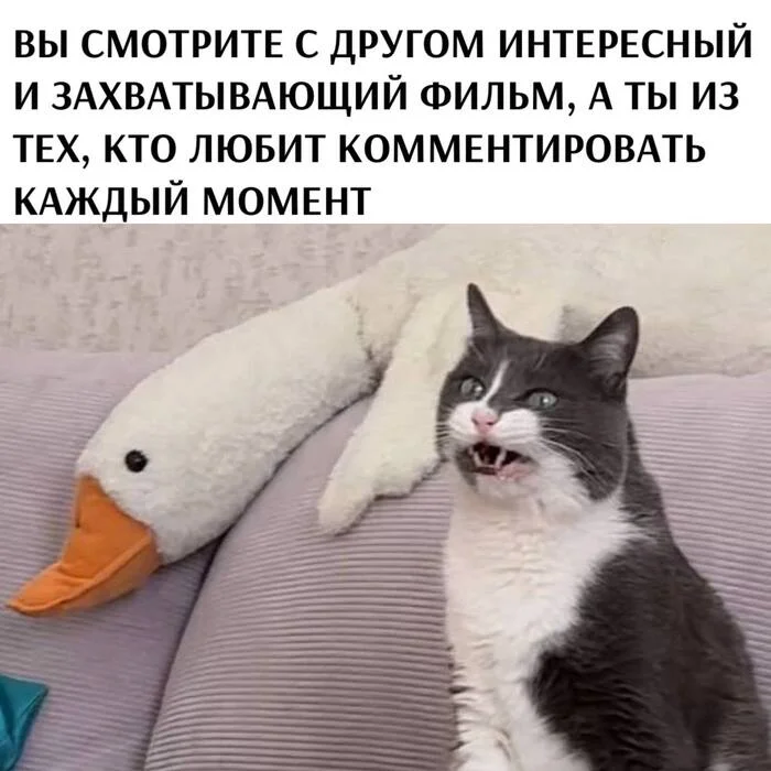 There is such a friend - Picture with text, Humor, cat, Movies, Friends, Telegram (link)