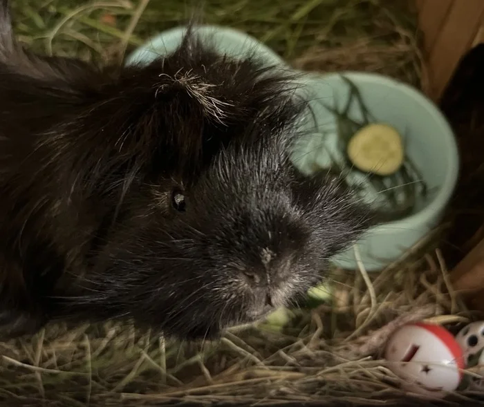 They gave me a guinea pig here - My, Guinea pig, Rodents, A parrot, Video, Longpost, Milota