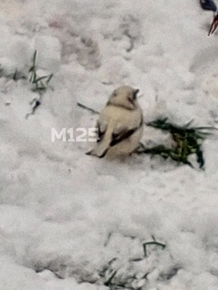 A rich Moscow sparrow has changed its coat for winter - My, Moscow, Humor, Moscow region, Birds, Sparrow, Fur coat, Moskvich, Snow, Cold, Bird watching, Ornithology League, Ornithology, Photo hunting, The photo, Mobile photography