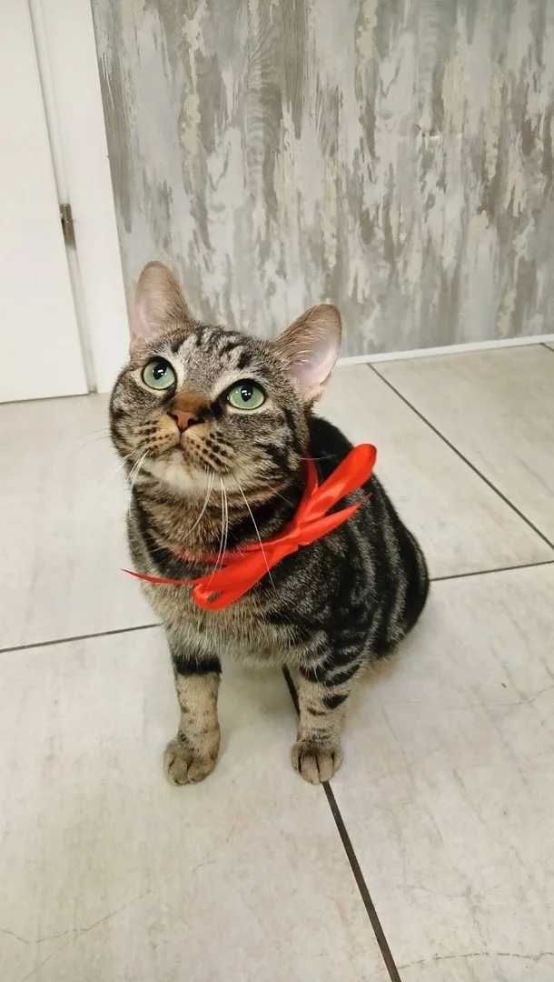 Special cat Rosya urgently looking for a home - Saint Petersburg - No rating, Homeless animals, In good hands, Helping animals, cat, Kittens, Good league, Volunteering, Overexposure, Longpost