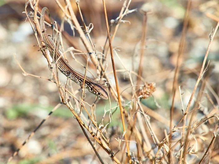 Lizard - My, The photo, The sun, Lizard, Heat, Autumn, Dolzhanskaya