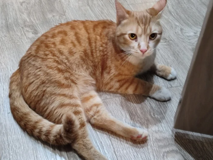 Red Cat Found! City of Korolev - My, cat, Lost, City of Queens, Found a cat