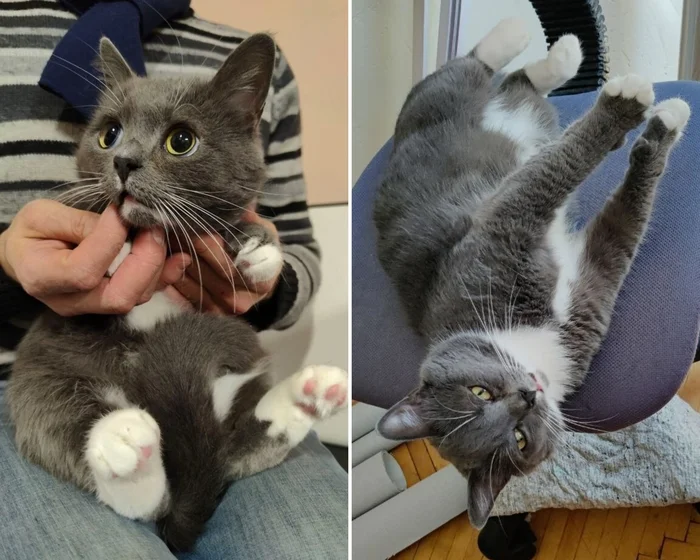 There were a few and they became a few from the animals I saved - My, cat, Animal Rescue, Helping animals, It Was-It Was, Dacha, Winter, Longpost