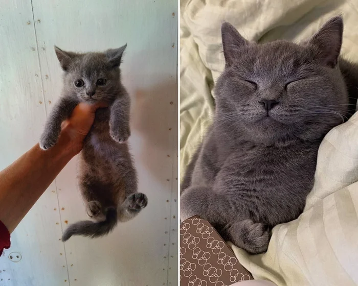 There were a few and they became a few from the animals I saved - My, cat, Animal Rescue, Helping animals, It Was-It Was, Dacha, Winter, Longpost