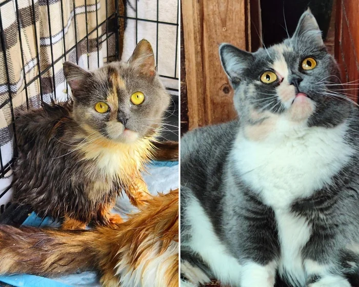 There were a few and they became a few from the animals I saved - My, cat, Animal Rescue, Helping animals, It Was-It Was, Dacha, Winter, Longpost