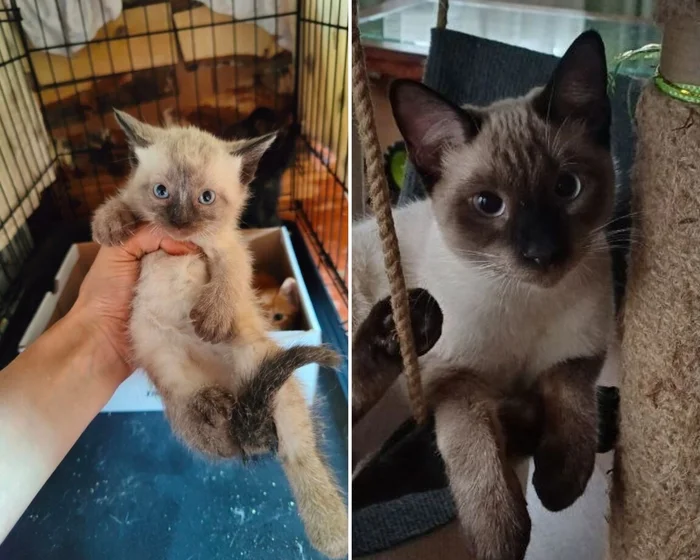 There were a few and they became a few from the animals I saved - My, cat, Animal Rescue, Helping animals, It Was-It Was, Dacha, Winter, Longpost