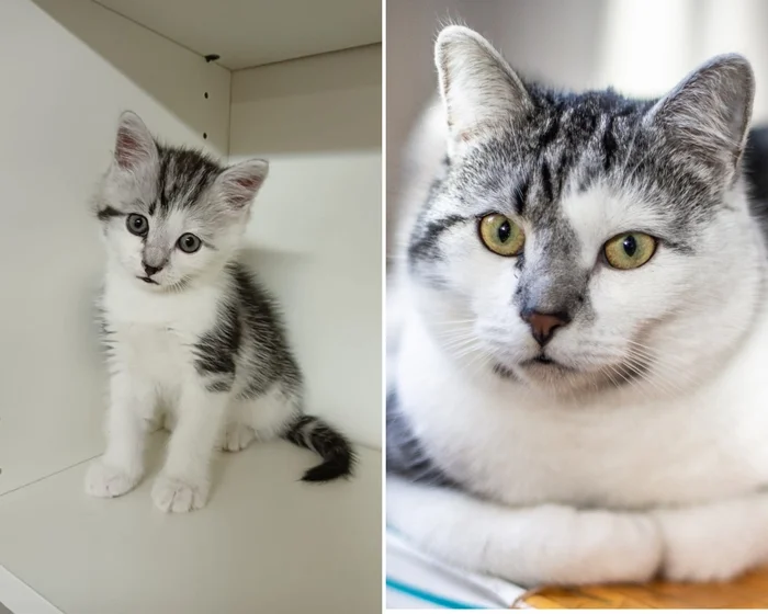 There were a few and they became a few from the animals I saved - My, cat, Animal Rescue, Helping animals, It Was-It Was, Dacha, Winter, Longpost