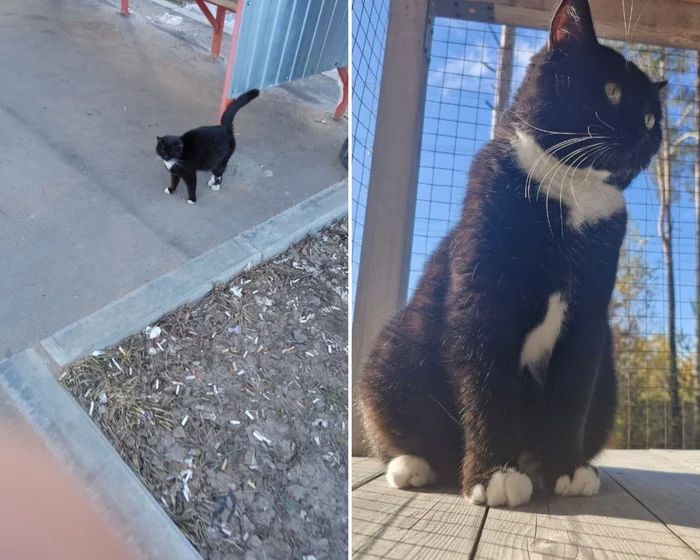 There were a few and they became a few from the animals I saved - My, cat, Animal Rescue, Helping animals, It Was-It Was, Dacha, Winter, Longpost