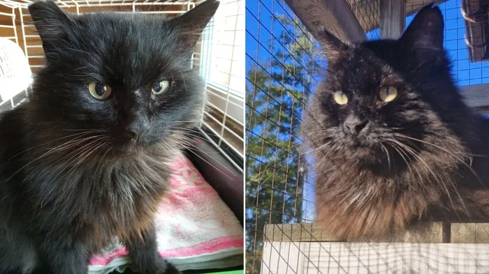 There were a few and they became a few from the animals I saved - My, cat, Animal Rescue, Helping animals, It Was-It Was, Dacha, Winter, Longpost