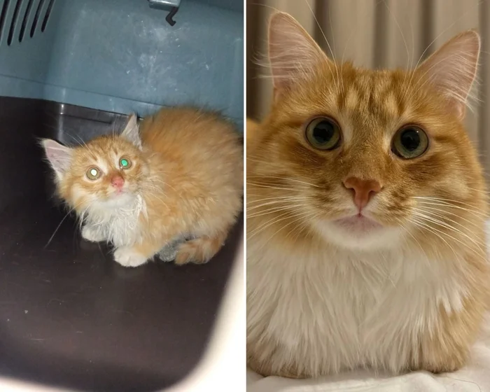 There were a few and they became a few from the animals I saved - My, cat, Animal Rescue, Helping animals, It Was-It Was, Dacha, Winter, Longpost