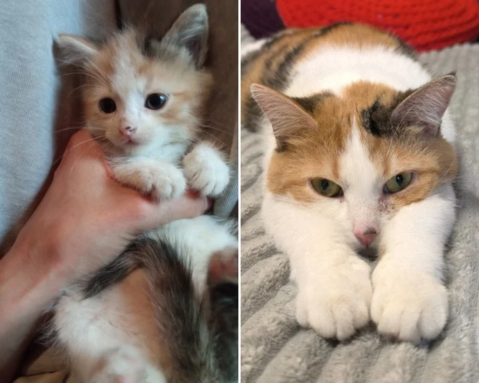 There were a few and they became a few from the animals I saved - My, cat, Animal Rescue, Helping animals, It Was-It Was, Dacha, Winter, Longpost