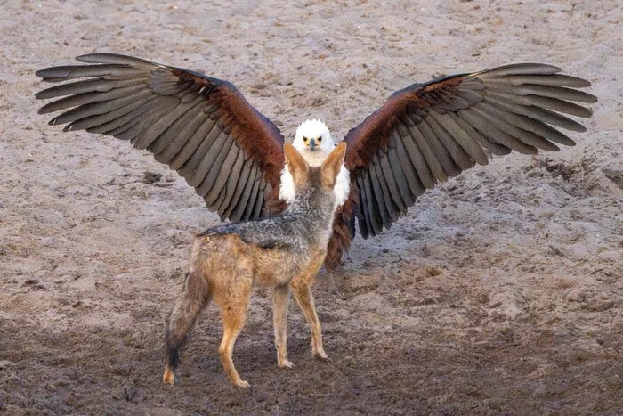 You shall not pass! - Eagle, Hawk, Birds, Predator birds, Jackal, Canines, Predatory animals, Wild animals, wildlife, South Africa, The photo