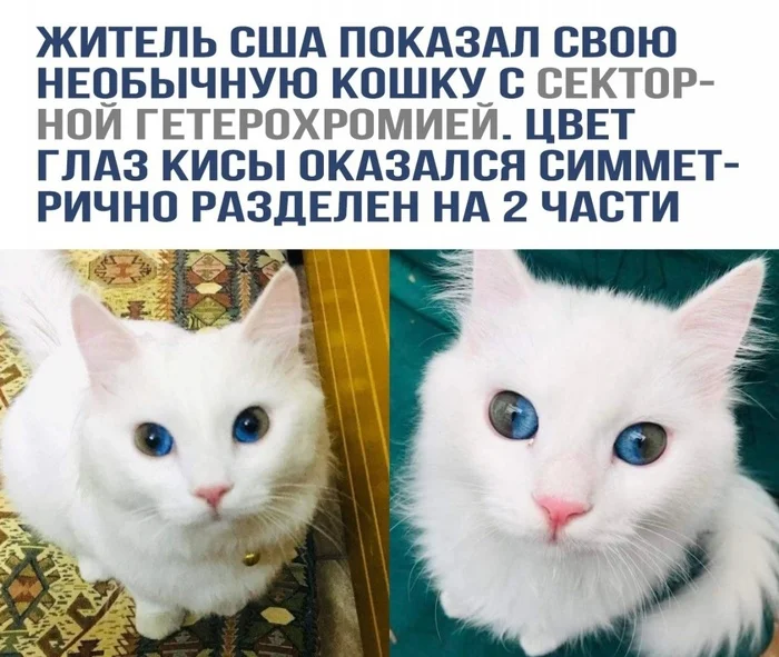 Epic Eye Skin - The photo, Picture with text, cat, Pets, Heterochromia