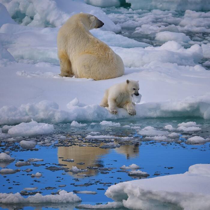 First catch - Polar bear, The Bears, Teddy bears, Predatory animals, Wild animals, wildlife, Spitsbergen, Ice, The photo