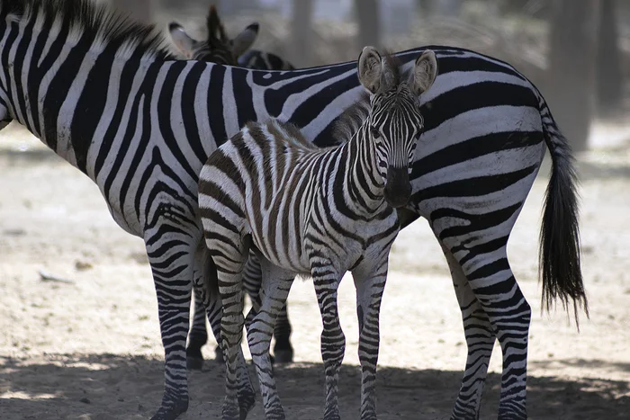 Mom's joy - My, The photo, Israel, Safari, Young, Antelope, zebra, Penguins, Longpost