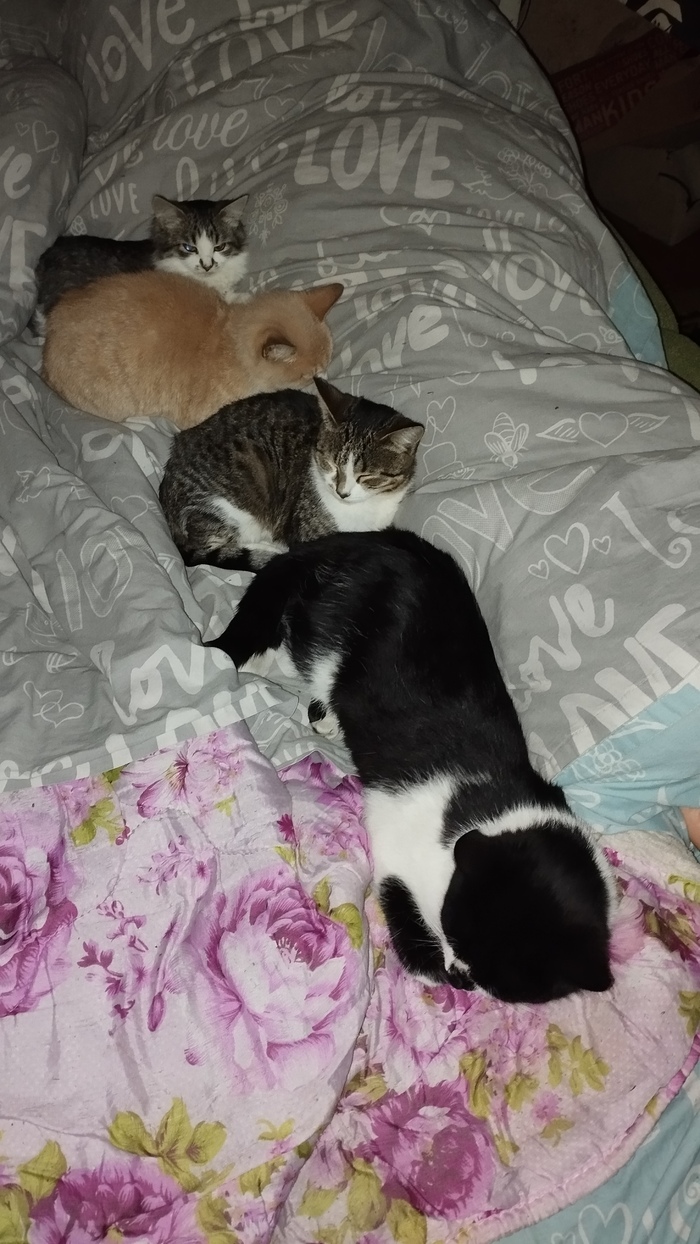 Котайская стена