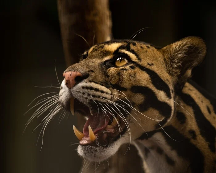 Clouded Leopard Named Maui - Clouded leopard, Big cats, Cat family, Predatory animals, Wild animals, Zoo, The photo