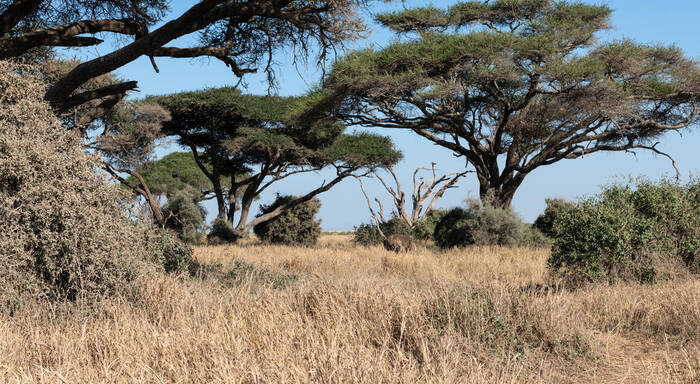 Найди страуса