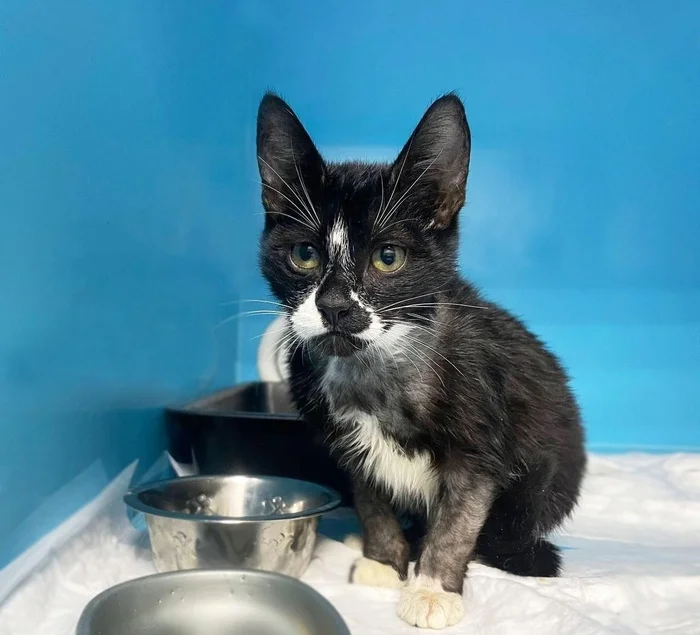 Little Ronnie has experienced all the horrors that a little kitten should never have to experience. - The rescue, cat, Kittens, Shelter, Helping animals, Help, Moscow, Life stories, Longpost