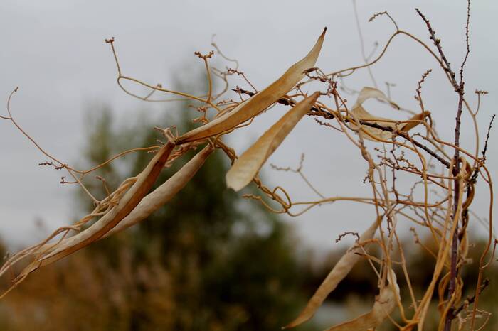 Skepticism - My, The photo, Nature, Plants, Associations