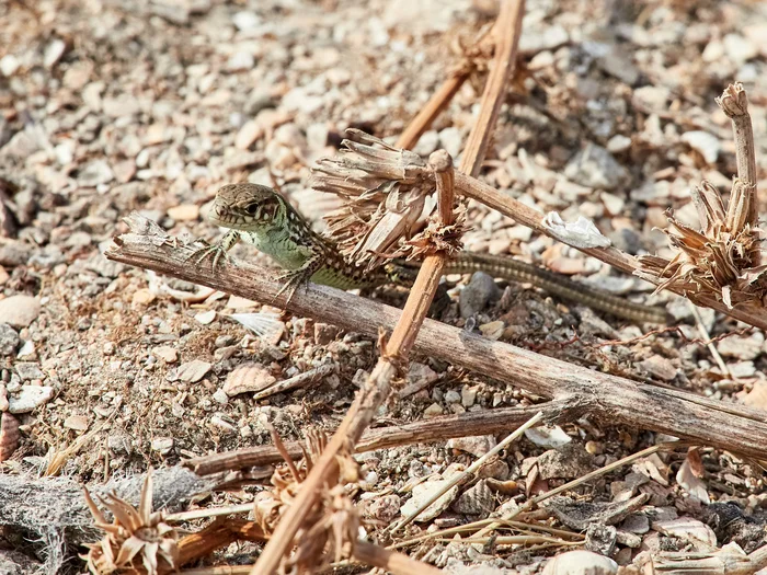 Lizard# - My, The photo, The sun, Lizard, Heat, Autumn, Dolzhanskaya