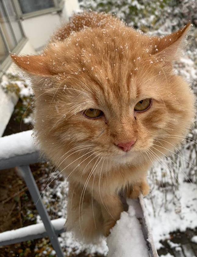 Two red-haired miracles thrown out into the entrance. The story of Omelet and Kusimir - In good hands, Homeless animals, Animal Rescue, Veterinary, cat, Shelter, Overexposure, Lost, Good league, Volunteering, Cat lovers, Charity, Kindness, Video, Vertical video, Longpost