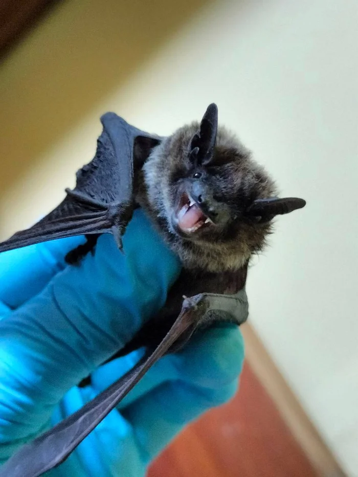 Russia's first natural colony of rare bats found in Primorye - Pipistrelle, Primorsky Krai, Bats, Bat, Rare view, Far East Marine Reserve, Wild animals, wildlife, The photo, Longpost