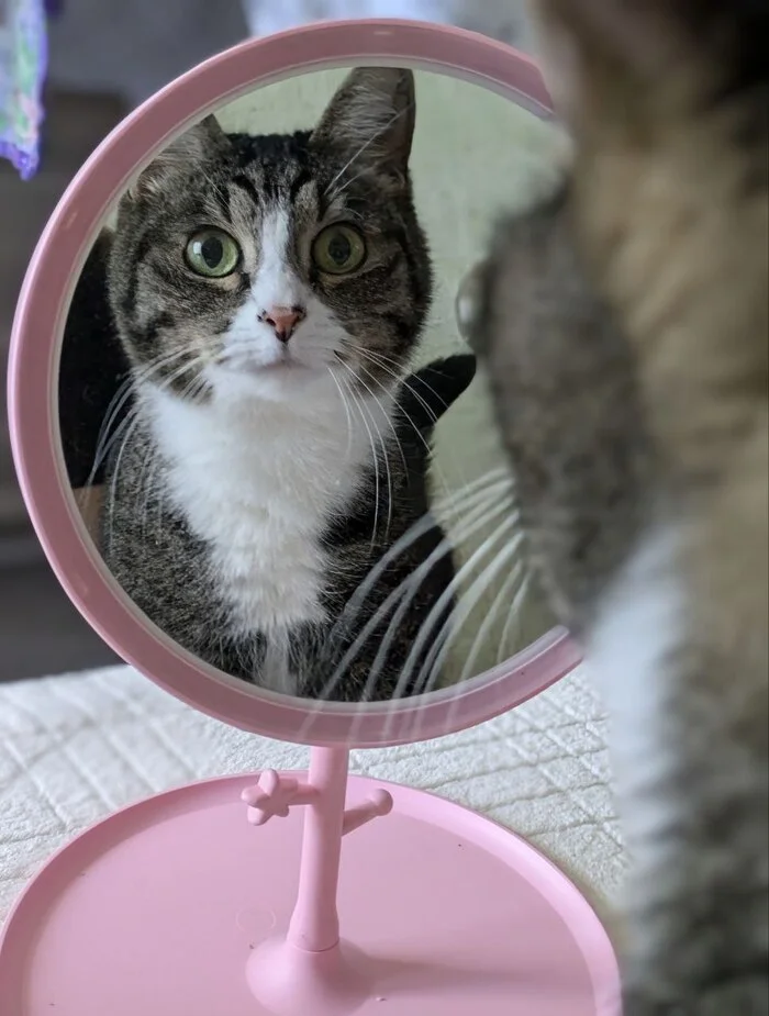 The cat saw itself in the mirror - My, cat, Astonishment