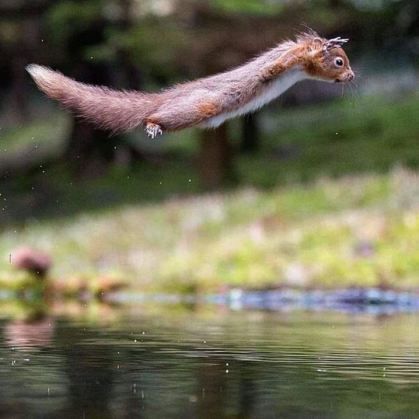 Flight - Images, Squirrel, Flight