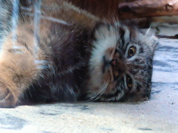 Sleepy day... - Wild animals, Zoo, Predatory animals, Cat family, Pallas' cat, Small cats, Dream, Longpost